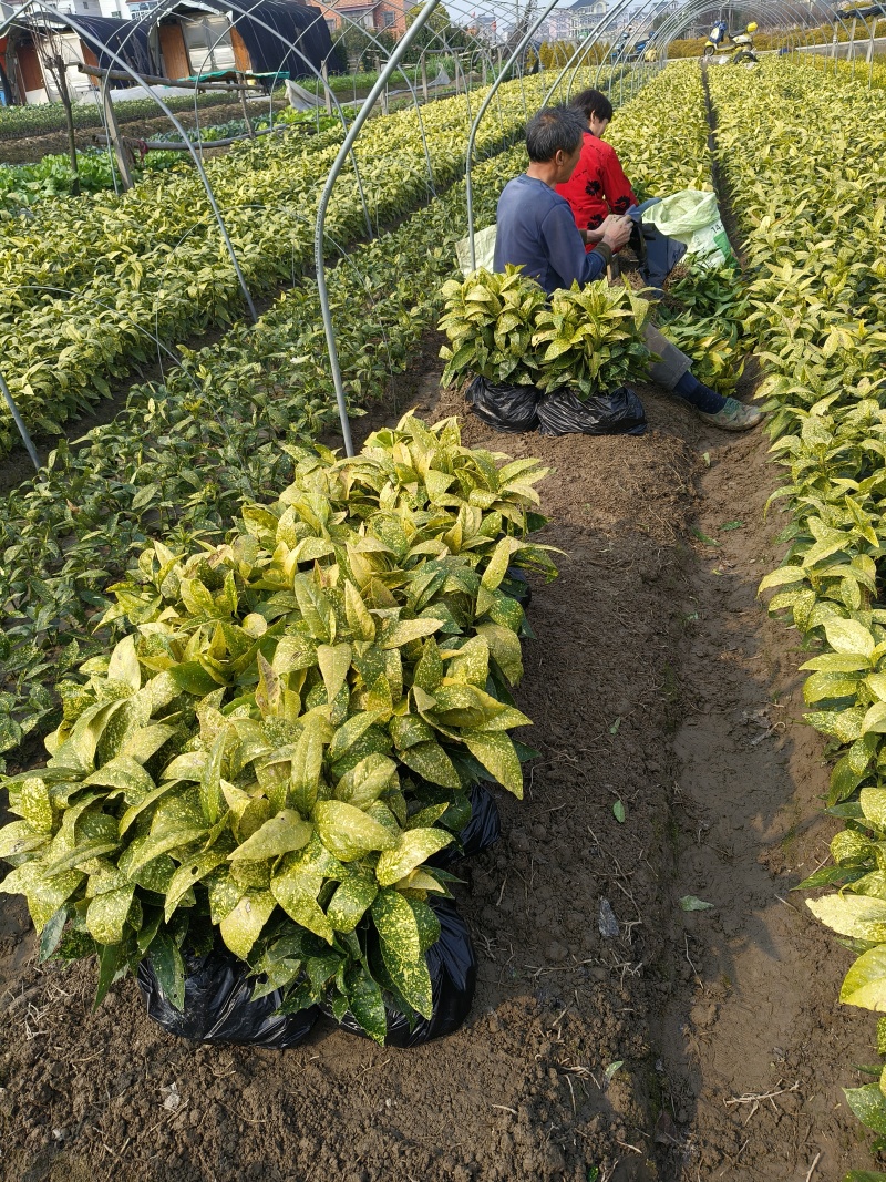 花叶珊瑚(桃叶珊瑚)分栽高度平面40Cm，根系发达。