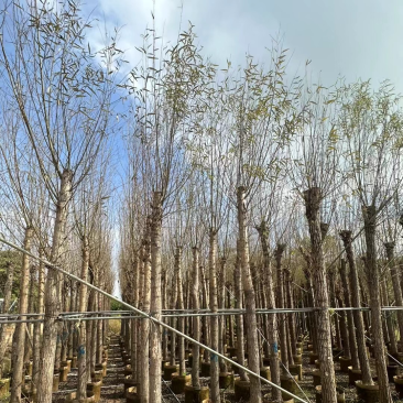 柳树基地直销规格齐全质量优，欢迎前来咨询合作