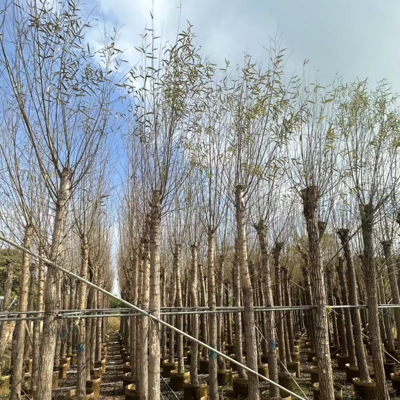 柳树基地直销规格齐全质量优，欢迎前来咨询合作