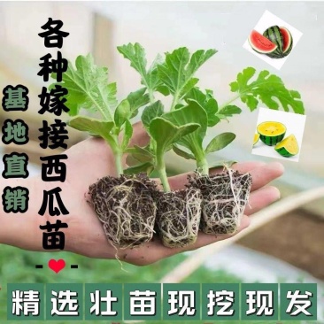 精品8424嫁接西瓜苗基地直发品质保证