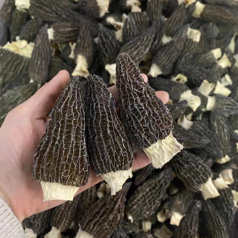 鲜羊肚菌