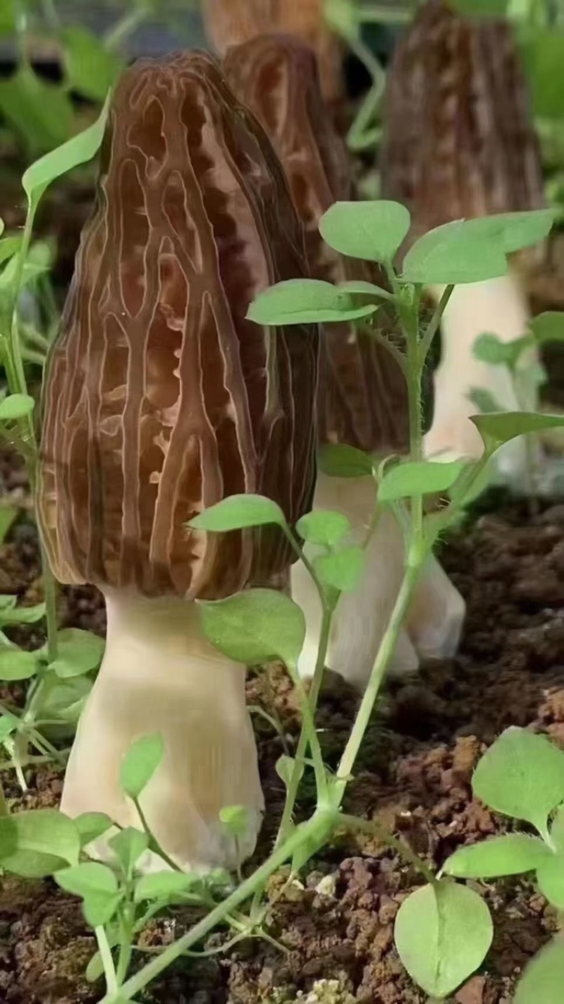 鲜羊肚菌