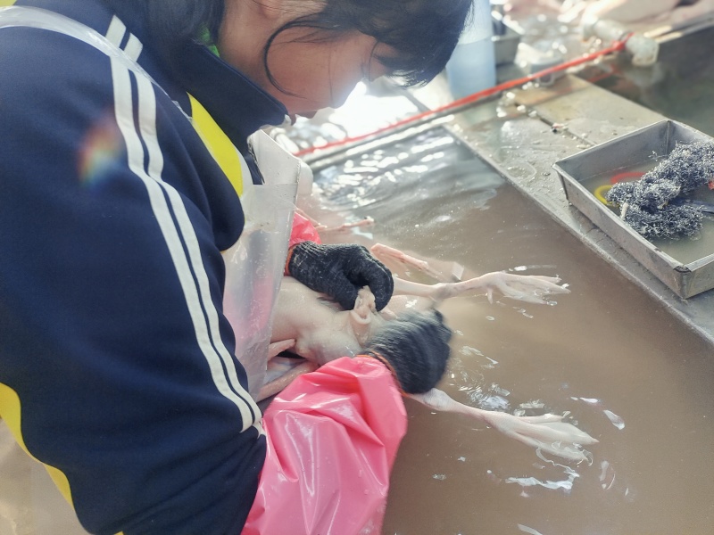 一家专业做鹅的工厂，散养草鹅，好吃，干货，品质保证诚信