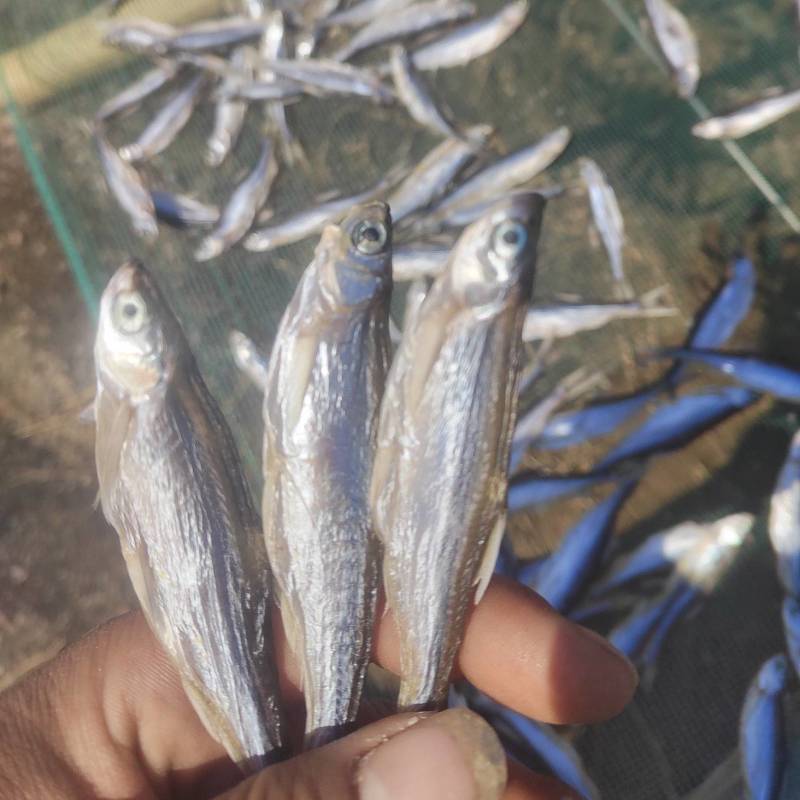 精品白肖鱼干，小白肖，丰餐条