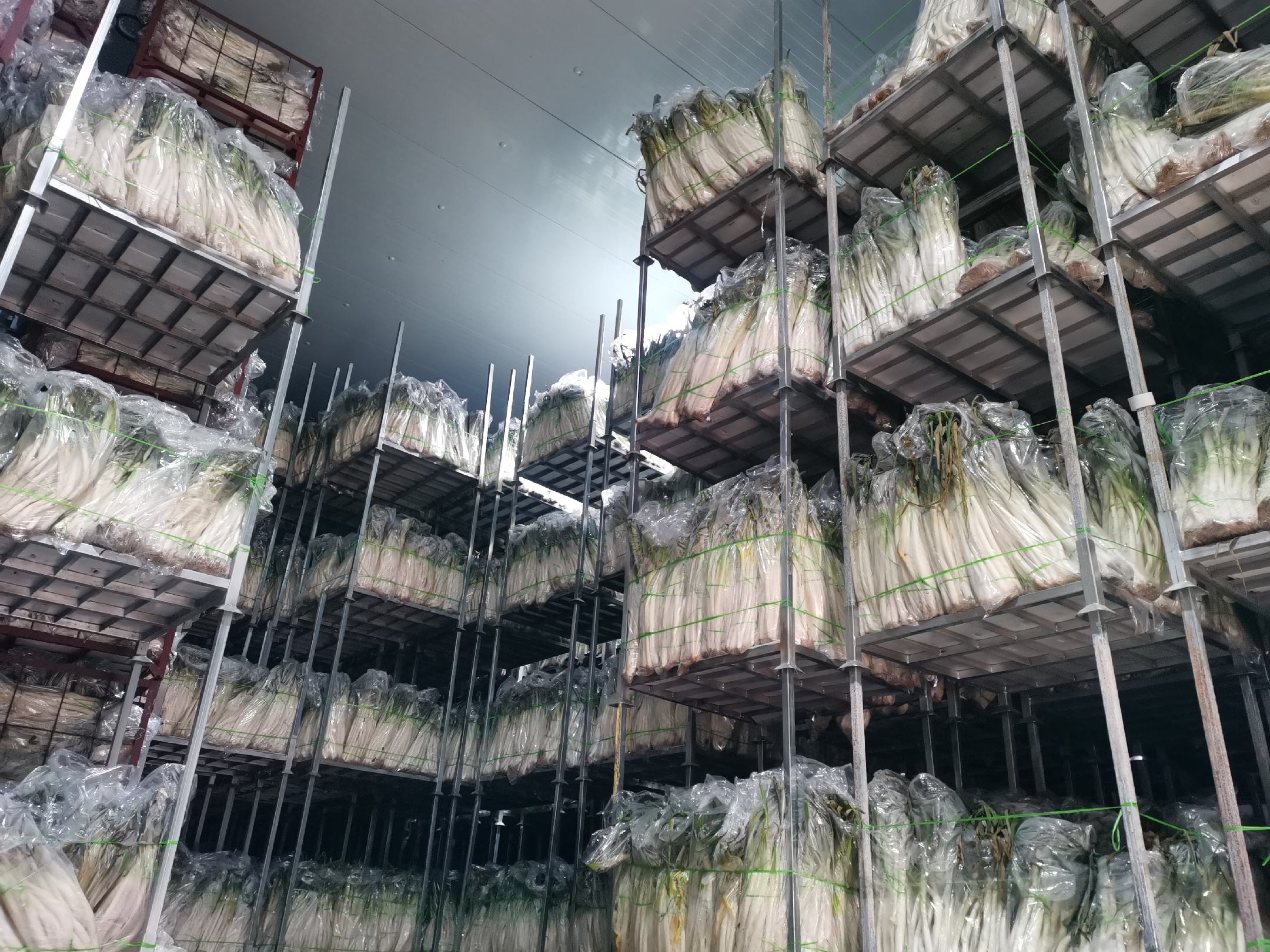 专业铁杆大葱仓储场景