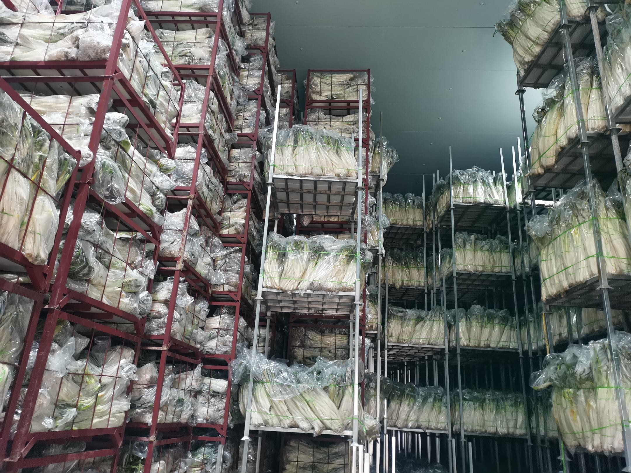 铁杆大葱不同储存方式对比图