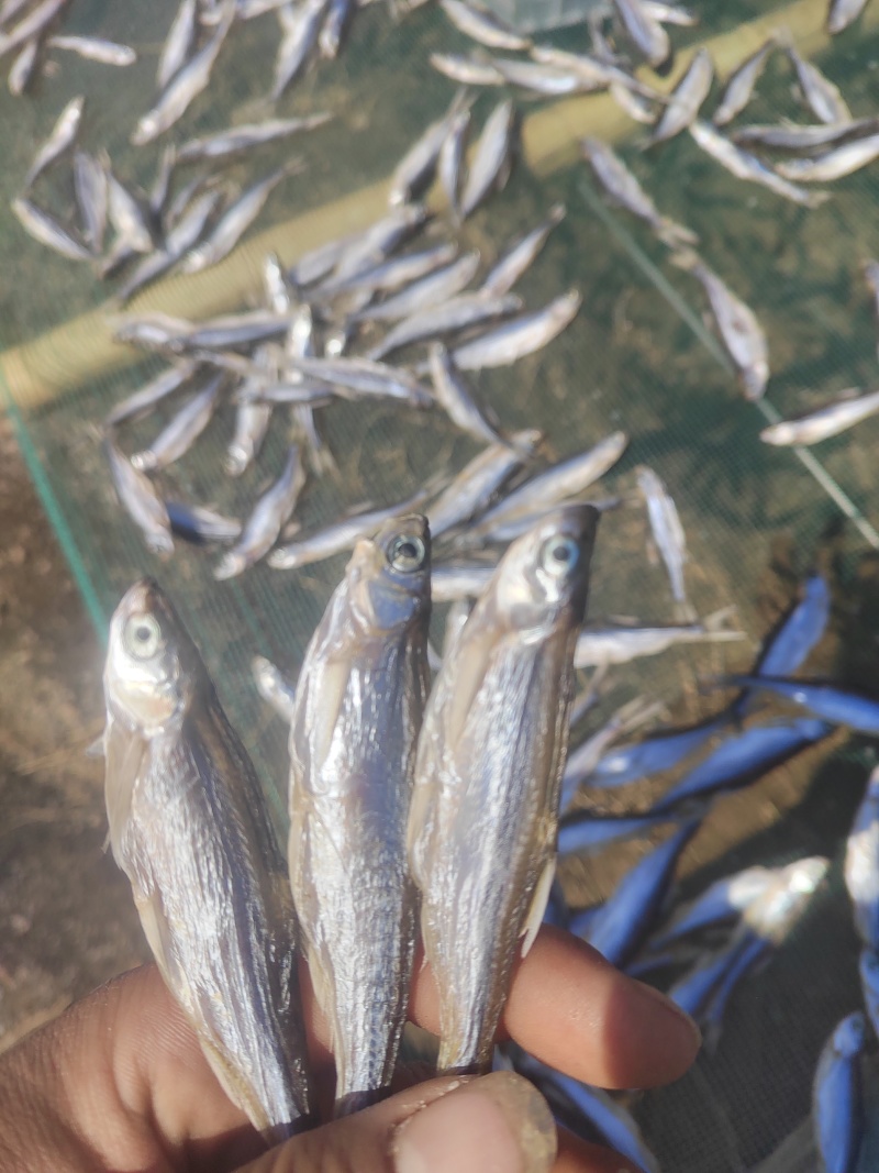 精品白肖鱼干，小白肖，丰餐条