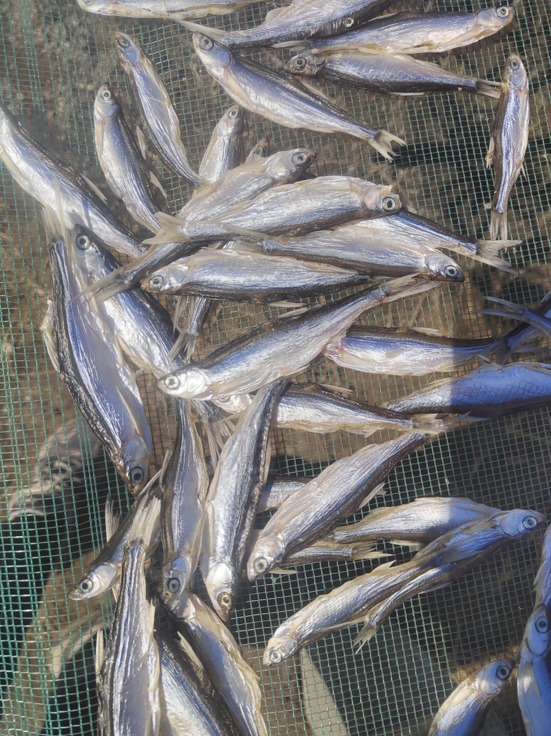 精品白肖鱼干，小白肖，丰餐条