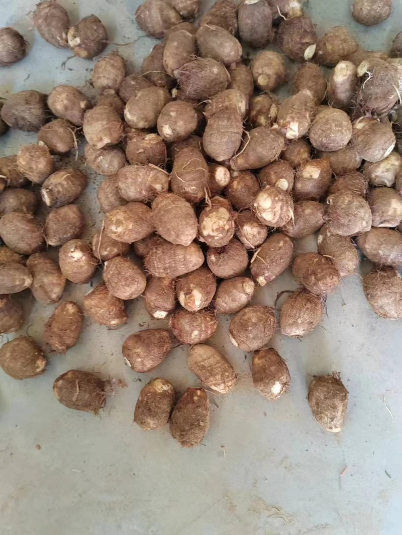 山东8520芋头有货销售，电商，团购批发**，代发全国