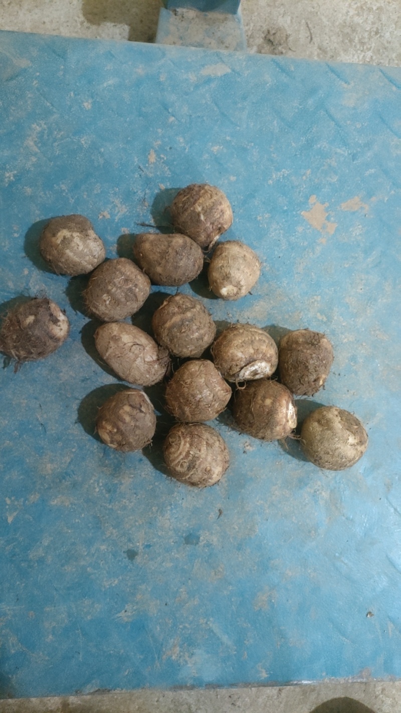 山东8520芋头有货销售，电商，团购批发**，代发全国