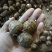 山东8520芋头有货销售，电商，团购批发**，代发全国