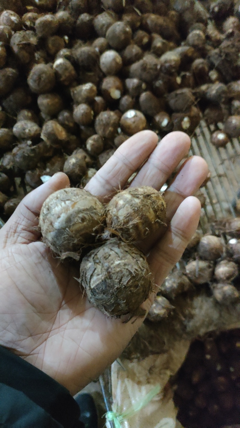 山东8520芋头有货销售，电商，团购批发**，代发全国