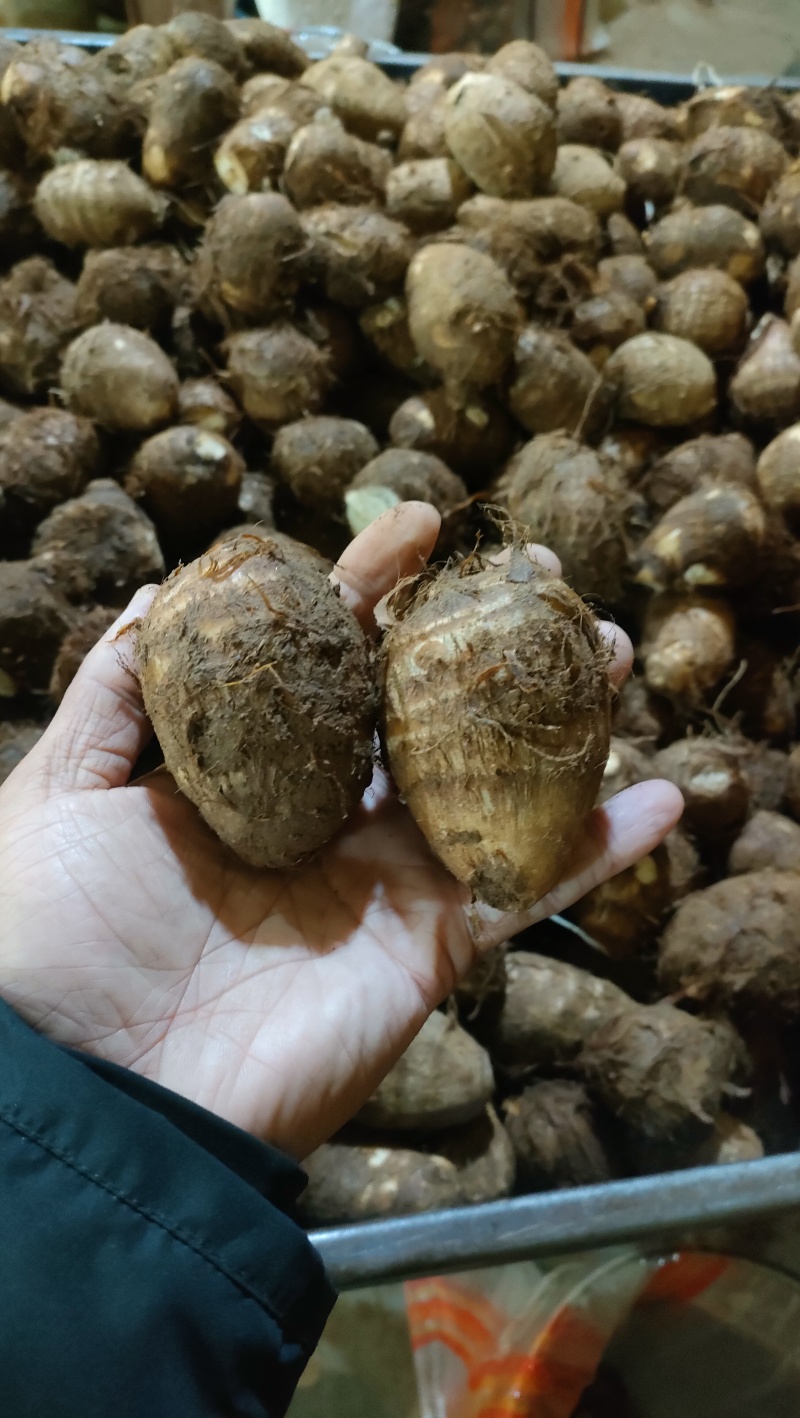 山东8520芋头有货销售，电商，团购批发**，代发全国