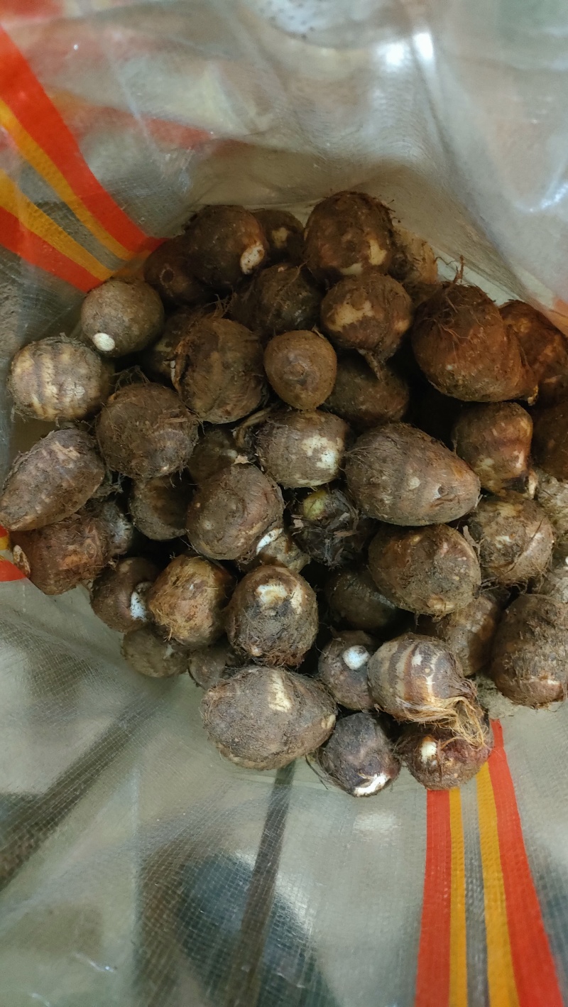 山东8520芋头有货销售，电商，团购批发**，代发全国