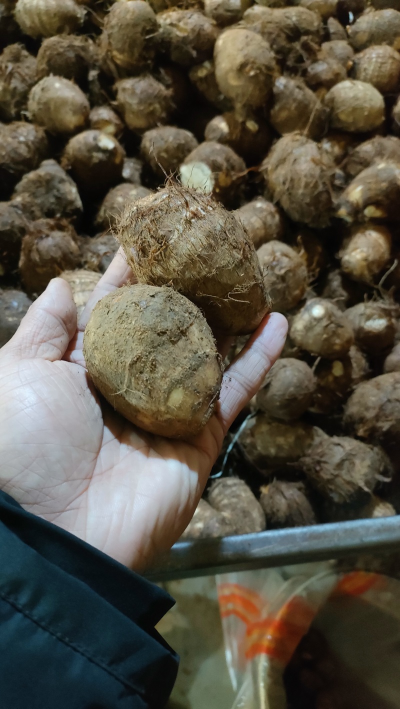 山东8520芋头有货销售，电商，团购批发**，代发全国