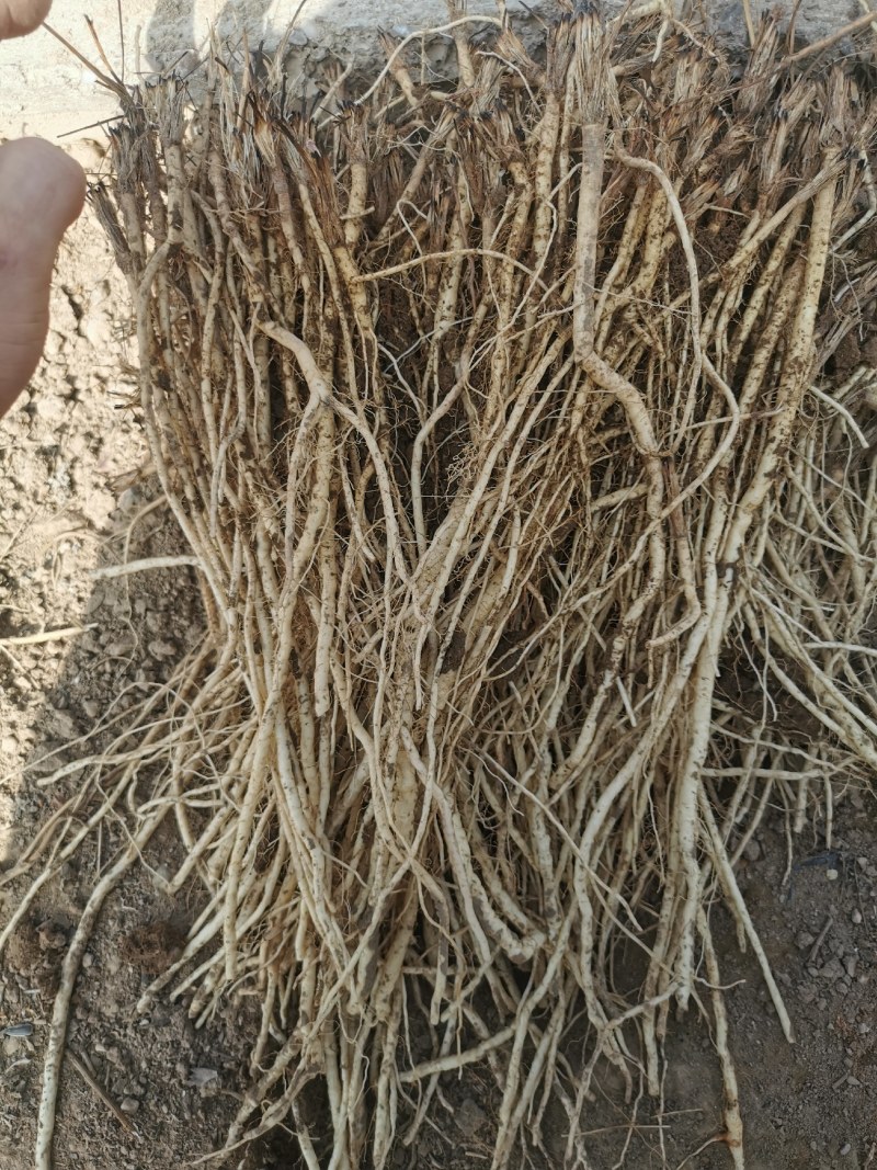 甘肃本地关防风