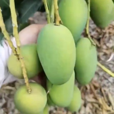 海南小苔农芒果