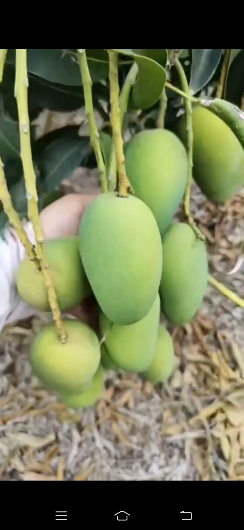 海南小苔农芒果