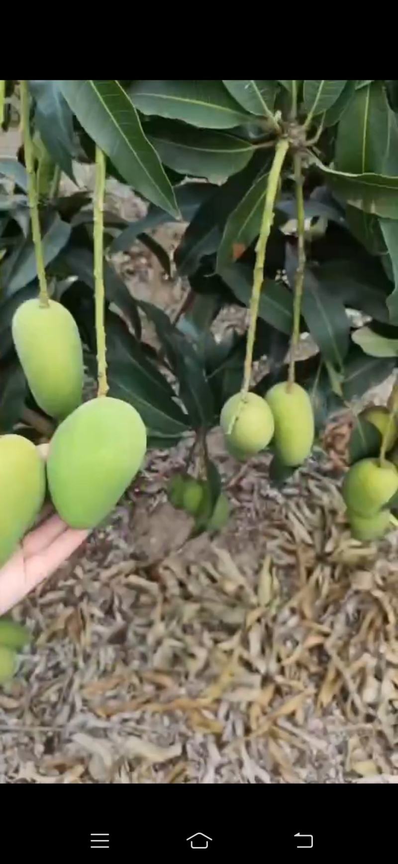 海南小苔农芒果