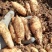 海拔1700米0代乌红杂交天麻种子量大从优