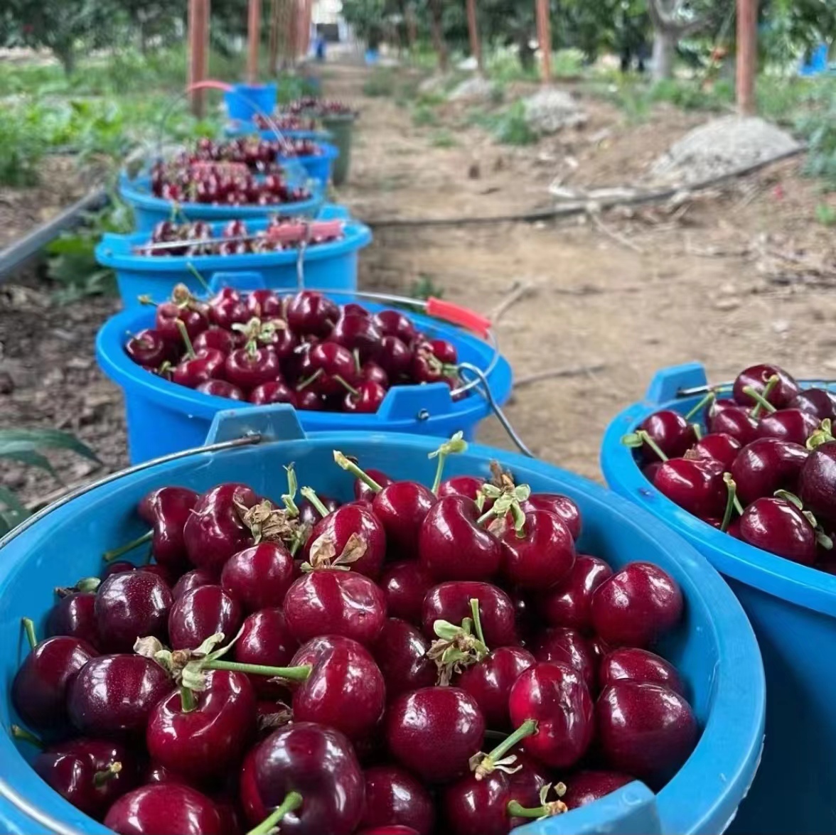 樱桃与健康生活方式