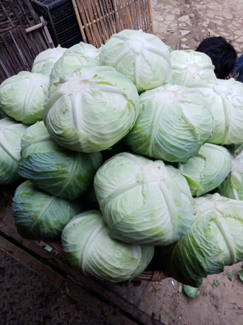 珍美丽甘蓝种子包菜种子抗根肿抗黄萎耐裂球耐运输