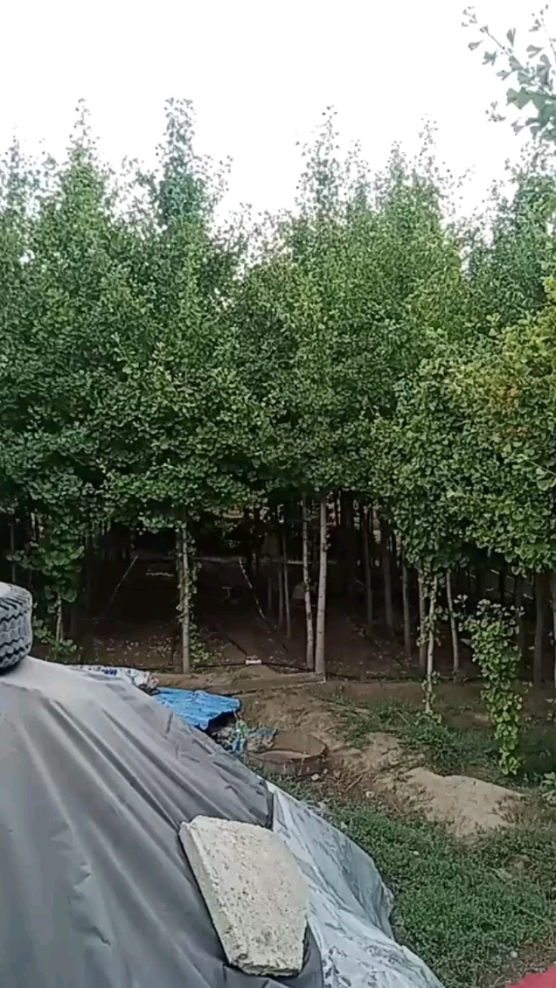 银杏树