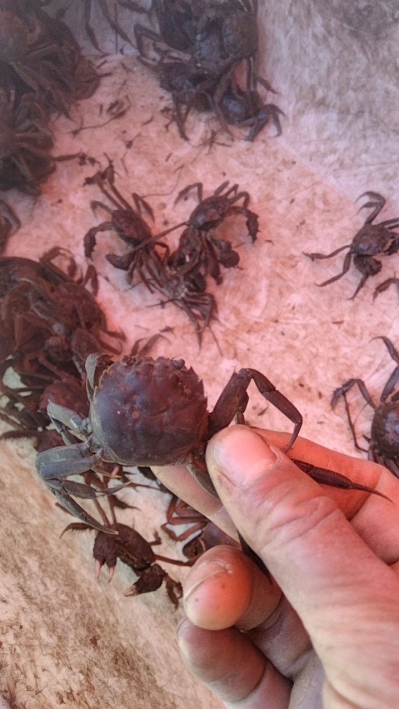 盘锦蟹苗保证质量，成活率高抗病能力强适应环境能力强