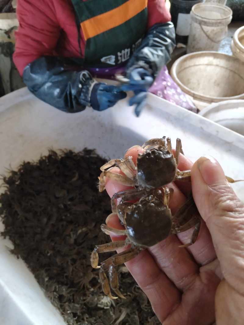 盘锦蟹苗保证质量，成活率高抗病能力强适应环境能力强