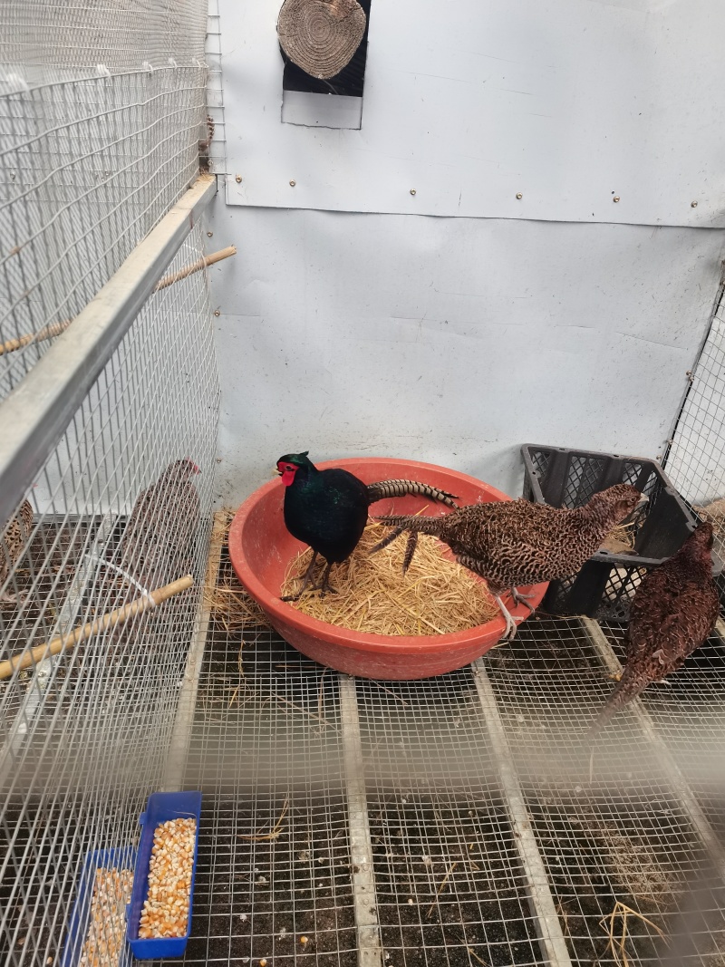 活鸡广西贺州生态散养七彩山鸡量大可谈价欢迎来电