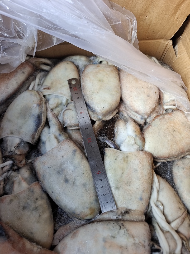 山东威海本地船冻墨鱼乌鱼乌贼大量供应厂家直发新鲜发货