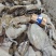 山东威海本地船冻墨鱼乌鱼乌贼大量供应厂家直发新鲜发货