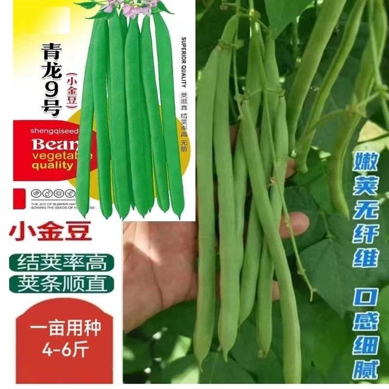 青龙9号架豆种子蔬菜种子架豆种籽四季豆种子种子批发