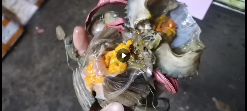 精品特大鲜活羔黄蟹一手货源源头基地价格真实