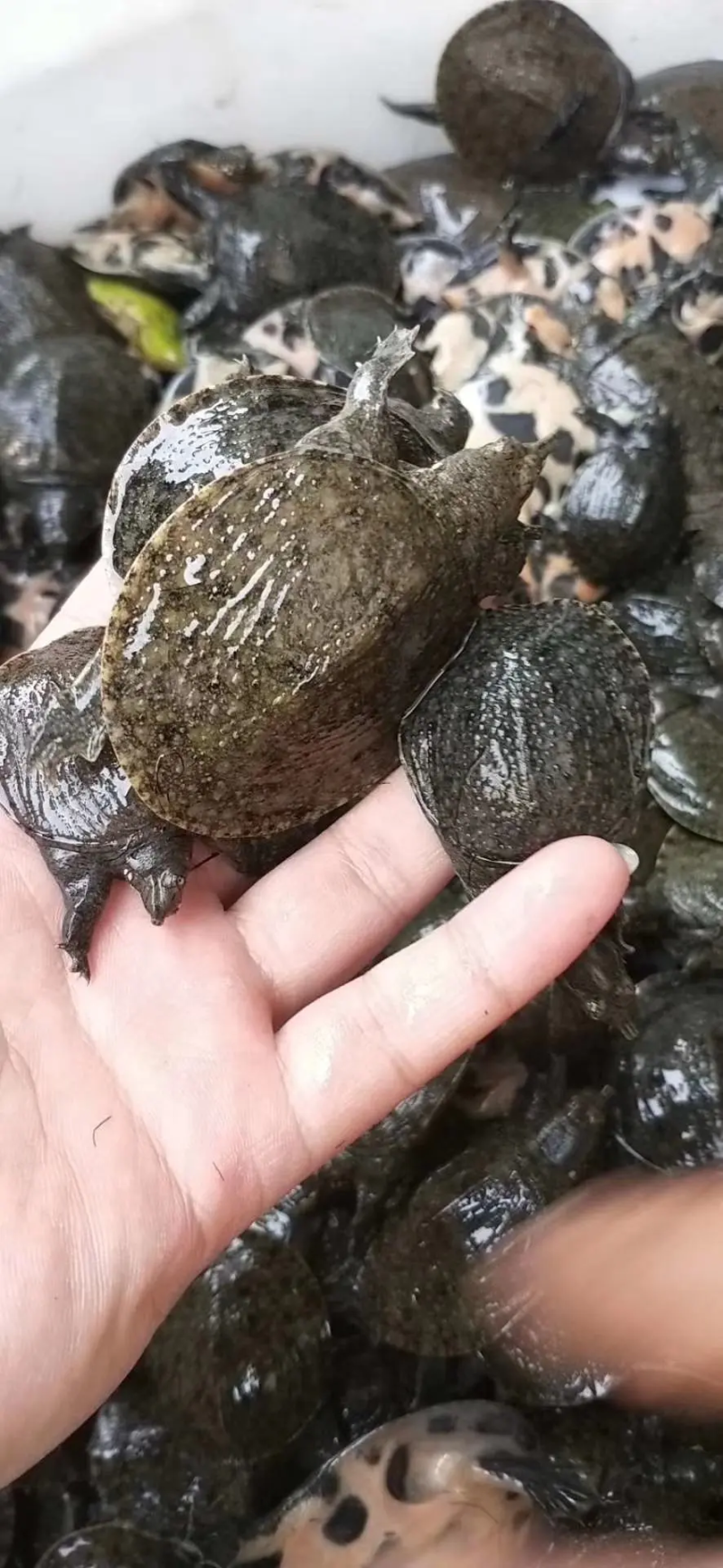 优质甲鱼苗渔场直供包成活包运输提供养殖技术量大优惠
