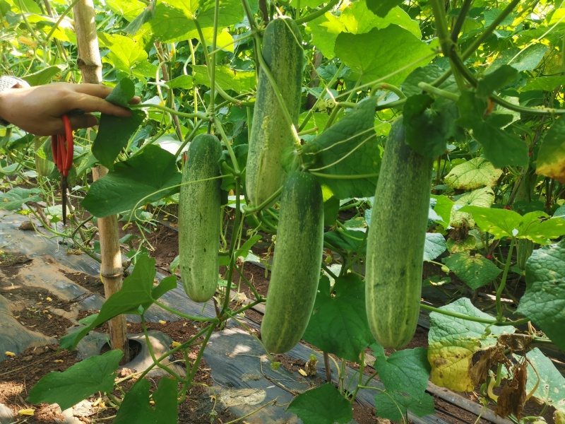 青秀8耐热耐湿中早熟吊瓜头尾均匀品质保证厂家发货