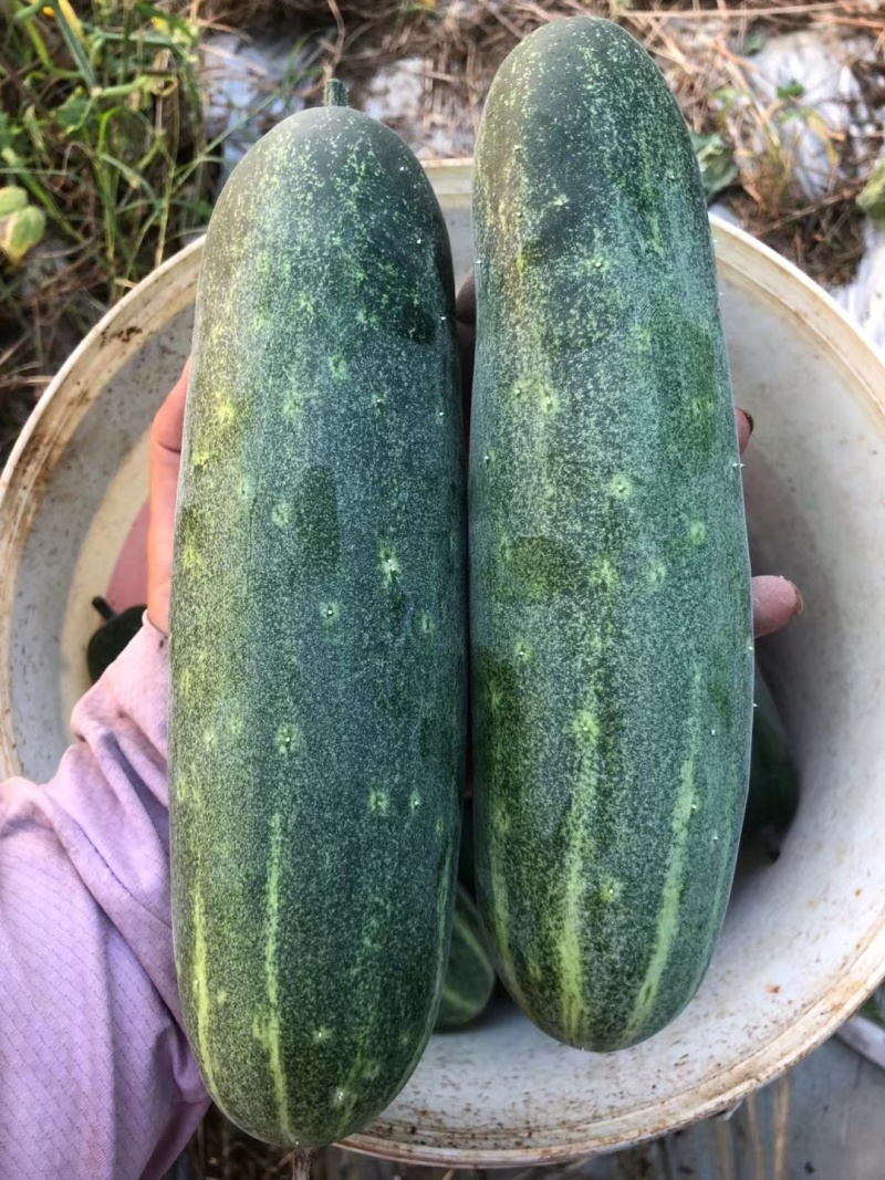 青秀8耐热耐湿中早熟吊瓜头尾均匀品质保证厂家发货