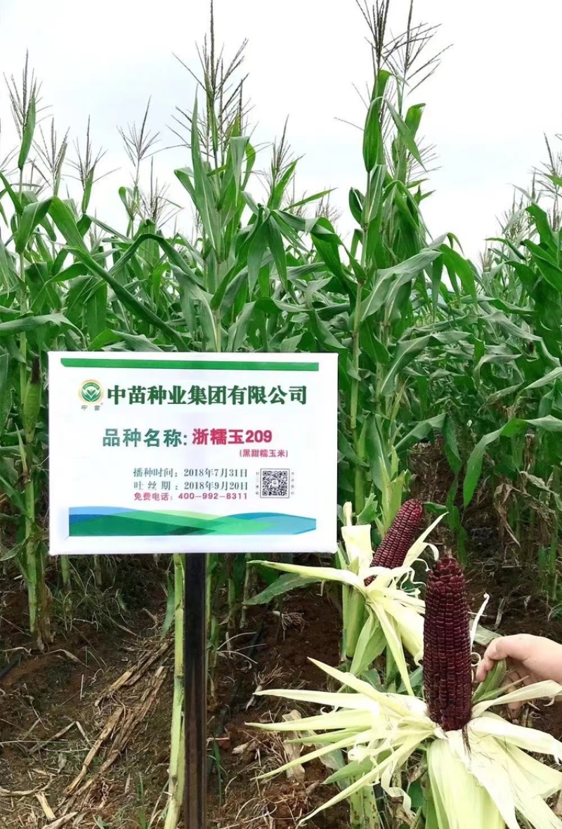 浙糯玉209黑甜糯玉米种子高产大田鲜食苞米种子甜味糯