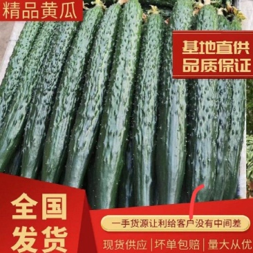 夏邑蜜刺黄瓜，青嚷青肉，对接超市，电商，商超，市场