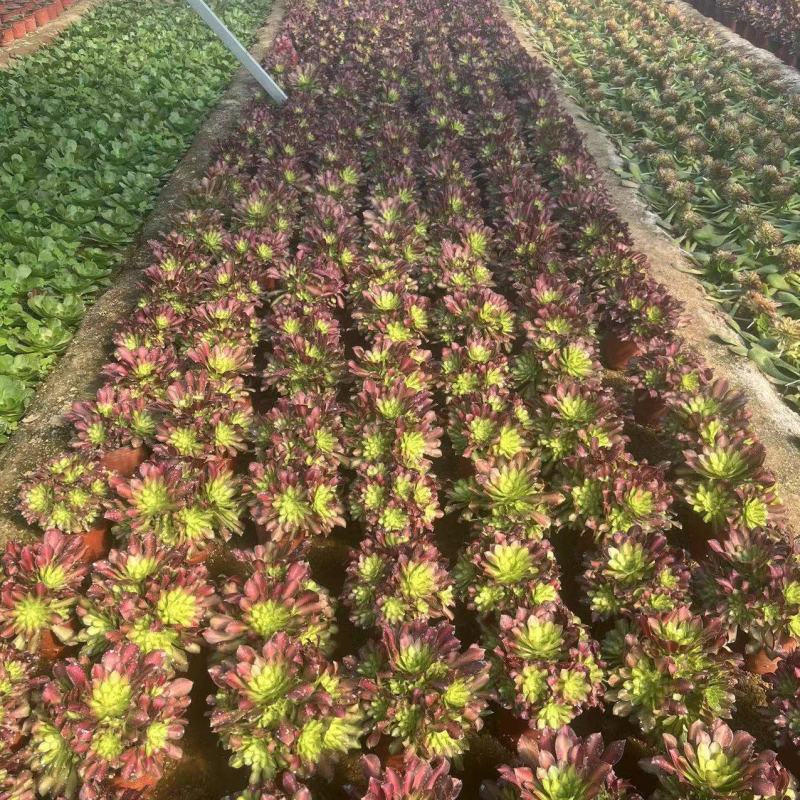 多肉植物法师锦多肉法师便宜处理