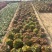 多肉植物法师锦多肉法师便宜处理