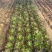 多肉植物法师锦多肉法师便宜处理