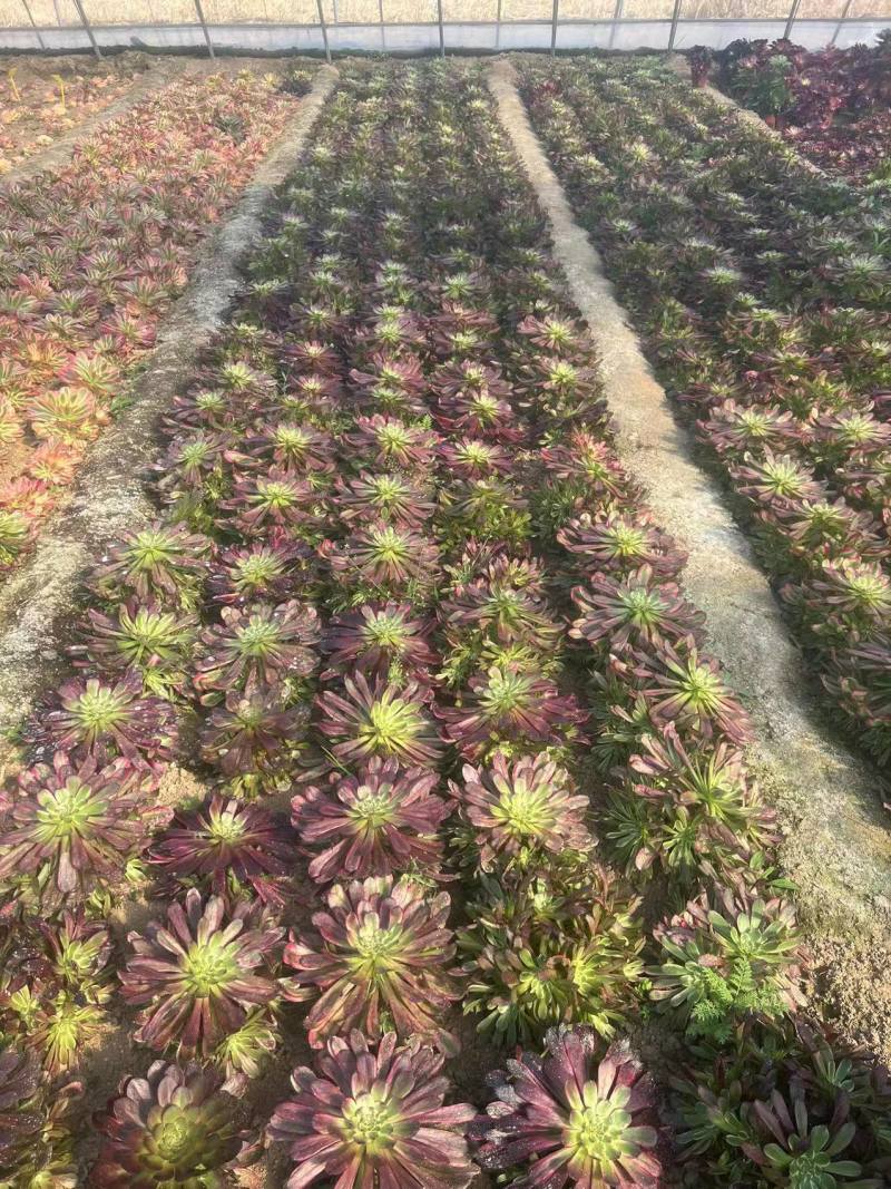 多肉植物法师锦多肉法师便宜处理