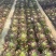 多肉植物法师锦多肉法师便宜处理