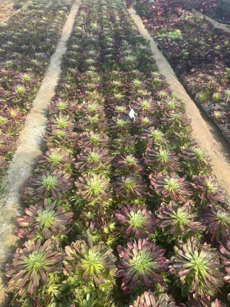 多肉植物法师锦多肉法师便宜处理