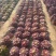 多肉植物法师锦多肉法师便宜处理