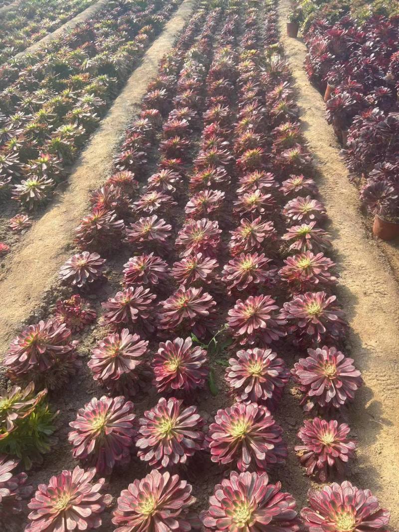 多肉植物法师锦多肉法师便宜处理