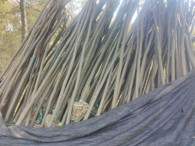 榉树红榉树各种规格榉树小苗1至20公分造林占地用苗