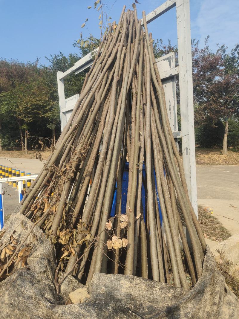 榉树红榉树各种规格榉树小苗1至20公分造林占地用苗