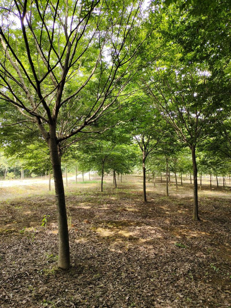 榉树红榉树各种规格榉树小苗1至20公分造林占地用苗